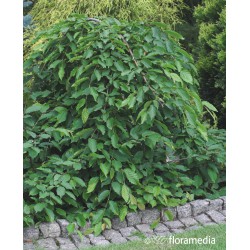 Carpinus betulus 'Pendula'