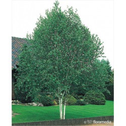 Betula utilis 'Doorenbos'