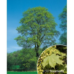 Acer platanoides