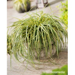 Carex oshimensis 'Evergold'
