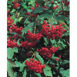 Viburnum opulus 'Compactum'