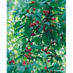 Euonymus europaeus 'Red Cascade'