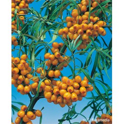 Hippophae rhamnoides