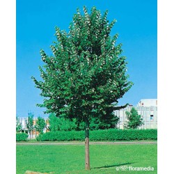 Tilia tomentosa 'Brabant'