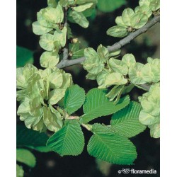 Ulmus glabra