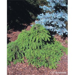Picea abies 'Formanek'