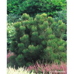 Pinus heldreichii 'Aureospicata'