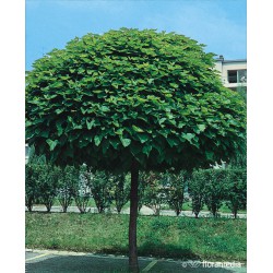 Catalpa bignonioides 'Nana'