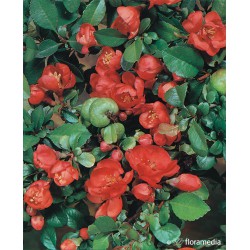 Chaenomeles japonica