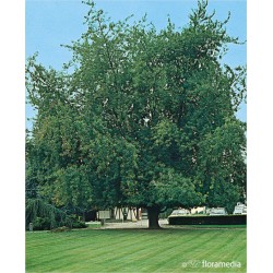 Acer saccharinum 'Laciniatum Wieri'