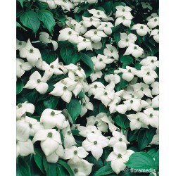 Cornus kousa var. chinensis
