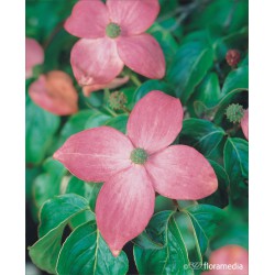Cornus kousa 'Satomi'