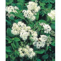 Spiraea decumbens