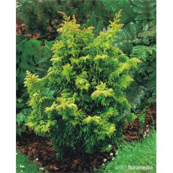Chamaecyparis obtusa 'Fernspray Gold'