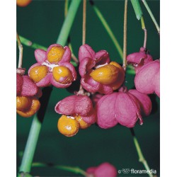 Euonymus europaeus