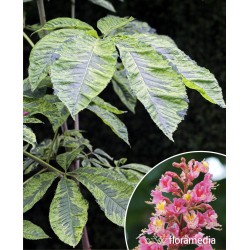 Aesculus carnea x 'Aureomarginata'