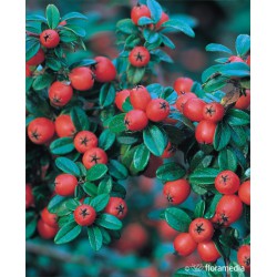 Cotoneaster suecicus x 'Coral Beauty'