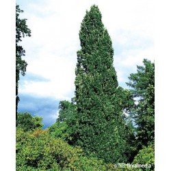 Quercus robur 'Fastigiata Koster'