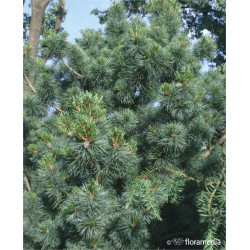 Pinus parviflora 'Glauca'
