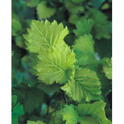 Ulmus hollandica 'Wredei'