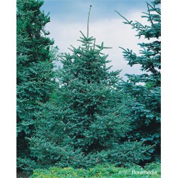 Abies pinsapo 'Glauca'