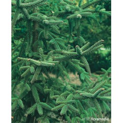 Abies pinsapo 'Kelleriis'