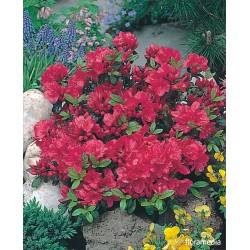 Azalea japonica 'Georg Arends'