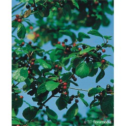 Frangula alnus