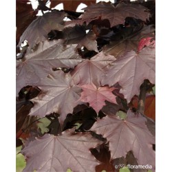 Acer platanoides 'Crimson Sentry'