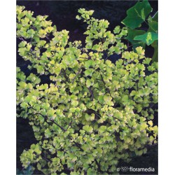 Ginkgo biloba 'Globus'