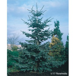 Abies procera 'Glauca'