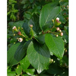 Cotoneaster lucidus