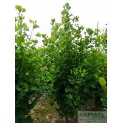 Ginkgo biloba 'Fastigiata'