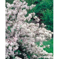 Deutzia gracilis