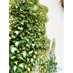 Hedera helix 'Goldheart'
