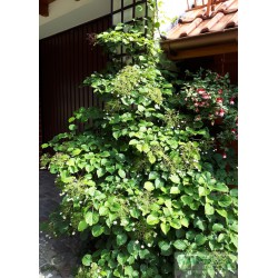 Hydrangea anomala subsp. petiolaris