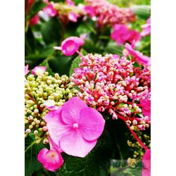 Hydrangea serrata AVELROZ 'Dolmyf'