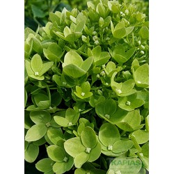 Hydrangea paniculata LITTLE LIME 'Jane'