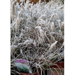 Pennisetum alopecuroides 'Little Bunny'