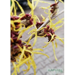 Hamamelis intermedia x 'Pallida'