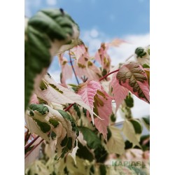 Acer negundo 'Flamingo'