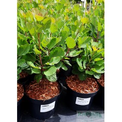 Cotinus coggygria SMOKEY JOE 'Lisjo' PBR