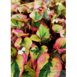 Houttuynia cordata 'Pied Piper'