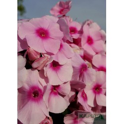 Phlox 'Bright Eyes'