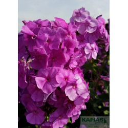 Phlox 'Amethyst'