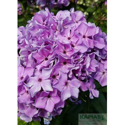 Phlox 'Blue Paradise'
