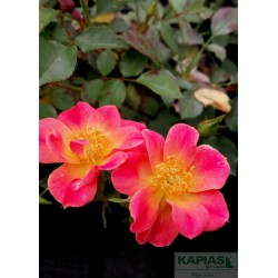 Rosa SUNFLOR 'Happy Chappy'