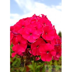 Phlox 'Tenor'
