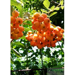 Sorbus aucuparia