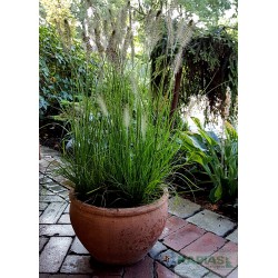 Pennisetum alopecuroides 'Hameln'